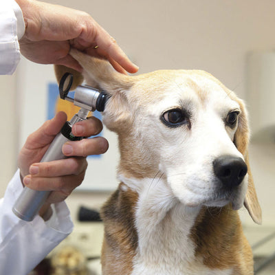 HEINE Veterinary Instruments